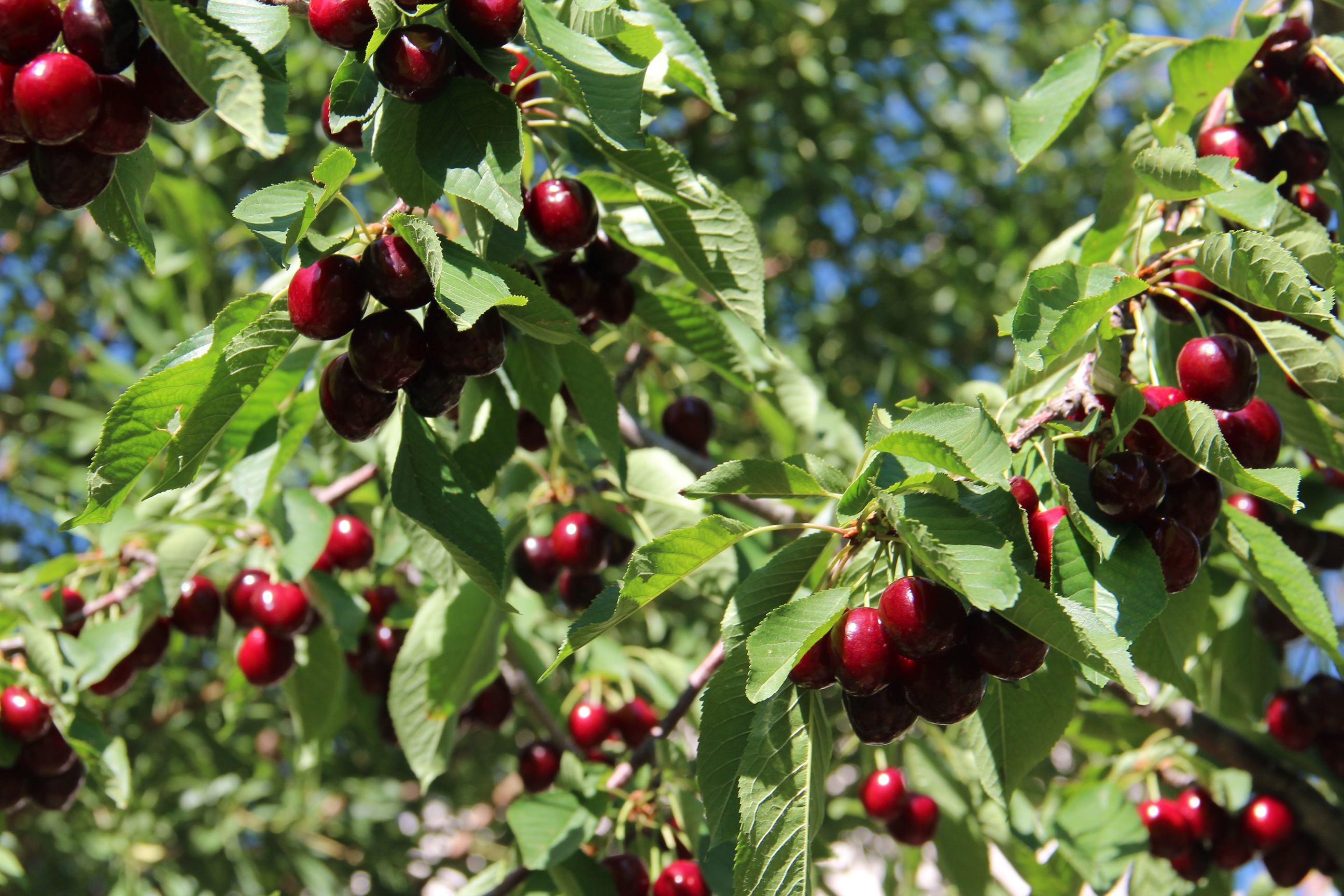 Fruit trees