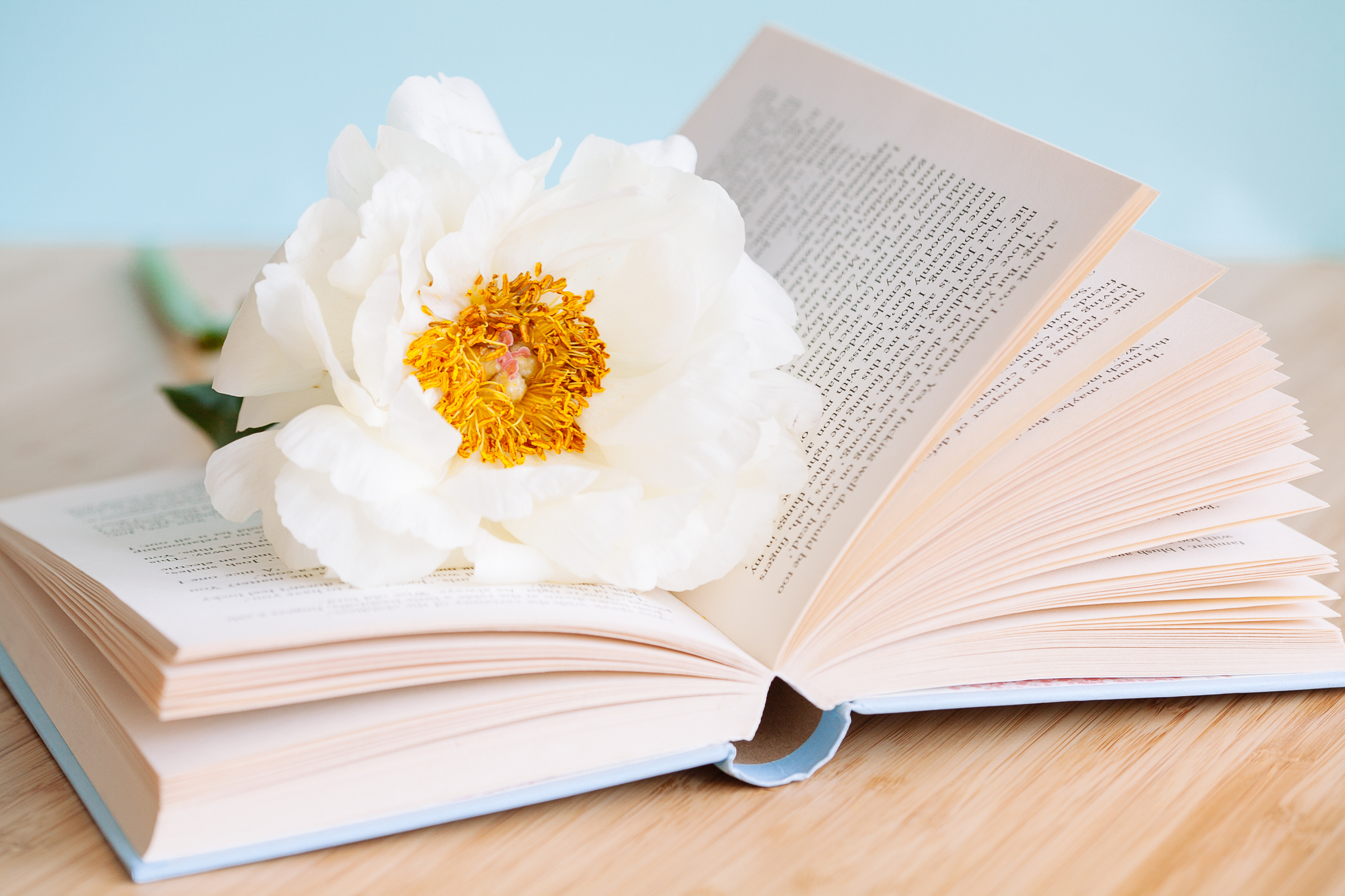 Peony flower and book on blue background